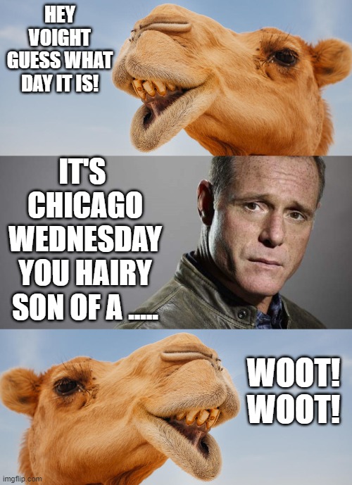 HEY VOIGHT GUESS WHAT DAY IT IS! IT'S 
CHICAGO
WEDNESDAY
YOU HAIRY SON OF A ..... WOOT! WOOT! | made w/ Imgflip meme maker