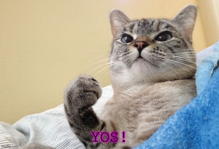 Success Cat | YOS! | image tagged in success cat | made w/ Imgflip meme maker