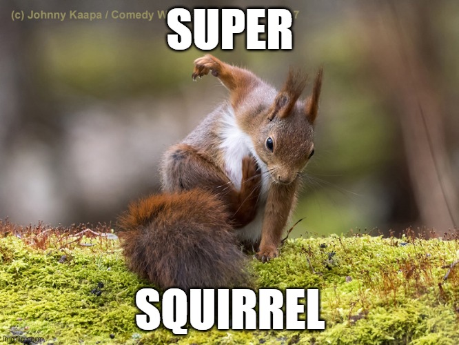 the next super hero | SUPER; SQUIRREL | image tagged in squirrels | made w/ Imgflip meme maker
