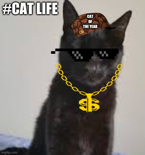 gangsta kitty | CAT OF THE YEAR; #CAT LIFE | image tagged in cats,memes | made w/ Imgflip meme maker