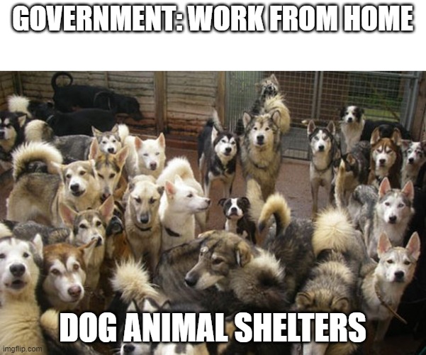 What about animal shelters??? | GOVERNMENT: WORK FROM HOME; DOG ANIMAL SHELTERS | image tagged in dogs,animal shelter,lockdown | made w/ Imgflip meme maker