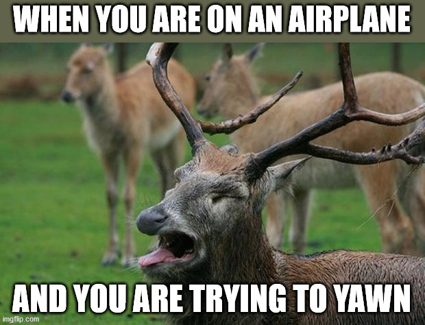 Disgusted Deer | WHEN YOU ARE ON AN AIRPLANE; AND YOU ARE TRYING TO YAWN | image tagged in disgusted deer | made w/ Imgflip meme maker