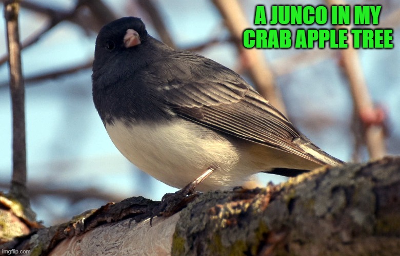 A JUNCO IN MY CRAB APPLE TREE | made w/ Imgflip meme maker