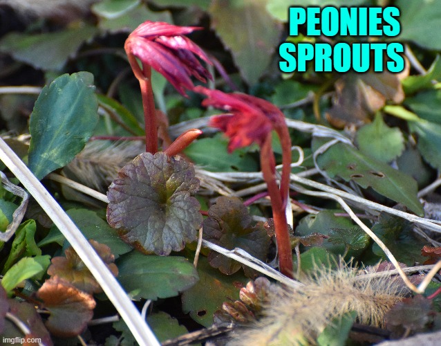PEONIES SPROUTS | made w/ Imgflip meme maker