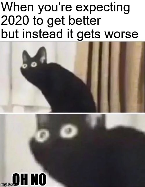 Oh No Black Cat | When you're expecting 2020 to get better but instead it gets worse; OH NO | image tagged in oh no black cat | made w/ Imgflip meme maker