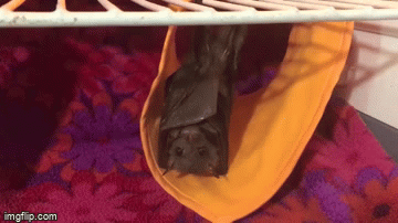 Baby Bat Wants Dinner Imgflip