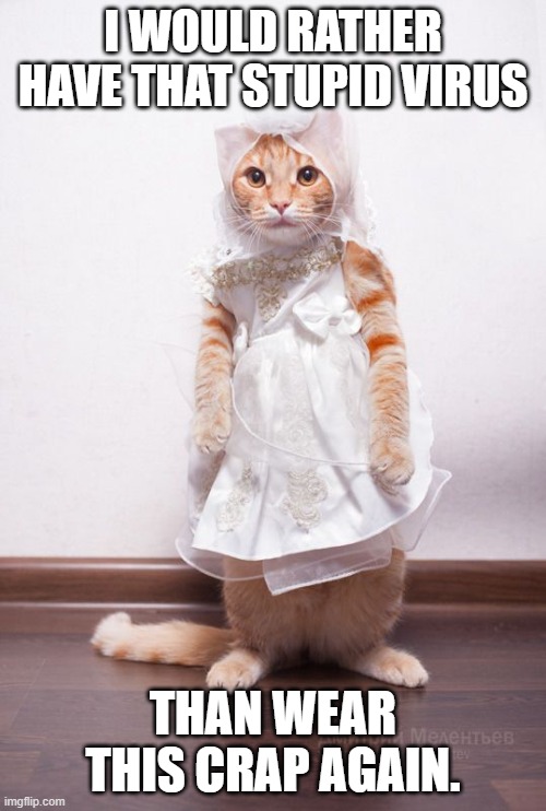 Your cat hates you now | I WOULD RATHER HAVE THAT STUPID VIRUS; THAN WEAR THIS CRAP AGAIN. | image tagged in your cat hates you now | made w/ Imgflip meme maker