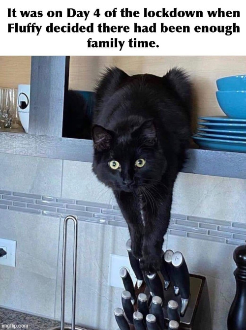 OK, now leave so I can do my daily thing | image tagged in cats | made w/ Imgflip meme maker