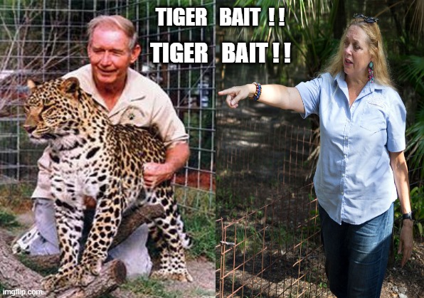 Tiger King: Carole Baskin & Don Lewis | TIGER   BAIT  ! ! TIGER   BAIT ! ! | image tagged in memes,funny memes,lsu,tigers | made w/ Imgflip meme maker