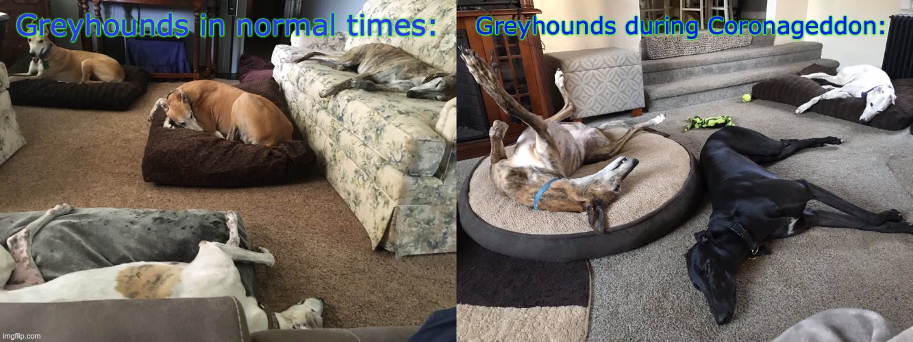 Greyhounds chillin' | Greyhounds in normal times:; Greyhounds during Coronageddon: | image tagged in dogs | made w/ Imgflip meme maker