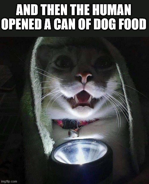 AND THEN THE HUMAN OPENED A CAN OF DOG FOOD | image tagged in cats | made w/ Imgflip meme maker