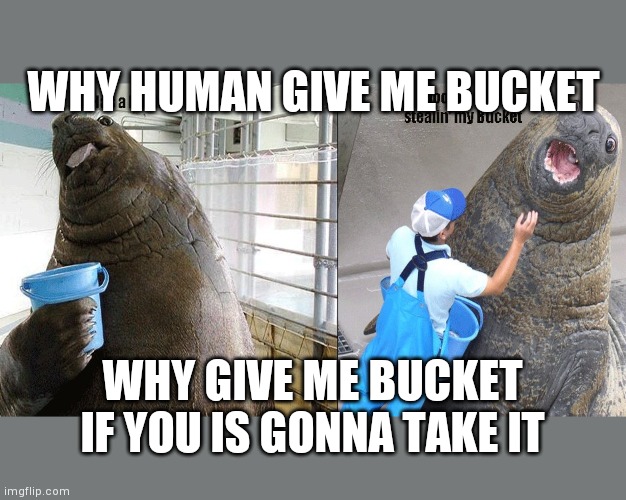 I Has A Bucket | WHY HUMAN GIVE ME BUCKET; WHY GIVE ME BUCKET IF YOU IS GONNA TAKE IT | image tagged in i has a bucket | made w/ Imgflip meme maker