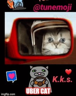 UBER CAT | UBER CAT | image tagged in gifs,funny memes,cats | made w/ Imgflip video-to-gif maker
