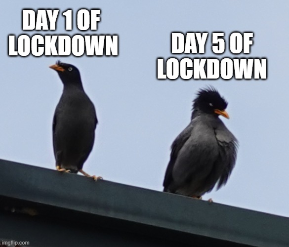 Lockdowns in a nutshell | DAY 1 OF 
LOCKDOWN; DAY 5 OF
LOCKDOWN | image tagged in bird,lockdown | made w/ Imgflip meme maker