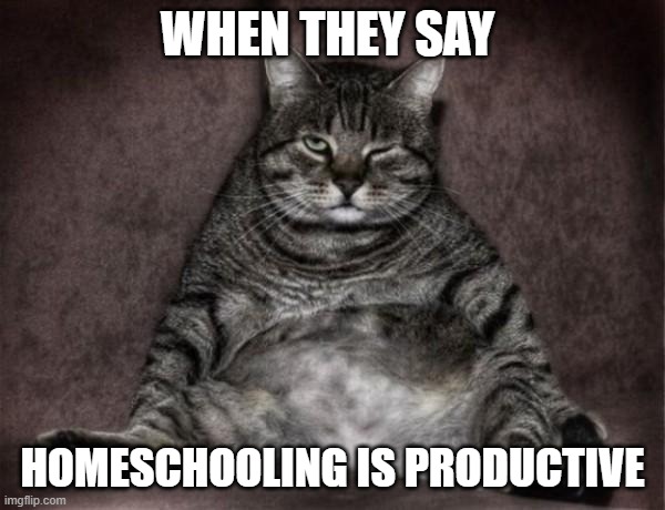 Lazy Cat | WHEN THEY SAY; HOMESCHOOLING IS PRODUCTIVE | image tagged in lazy cat | made w/ Imgflip meme maker