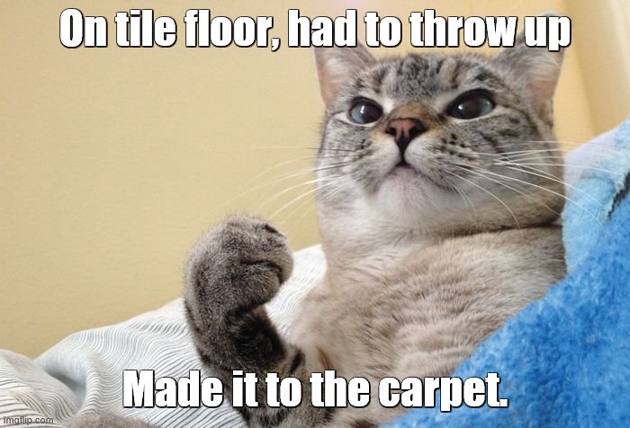 Success Cat | On tile floor, had to throw up; Made it to the carpet. | image tagged in success cat,cats,lolcats,carpet,floor | made w/ Imgflip meme maker