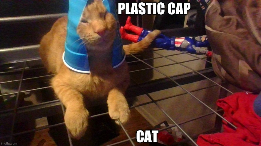 plastic cap cat | PLASTIC CAP; CAT | image tagged in cat | made w/ Imgflip meme maker