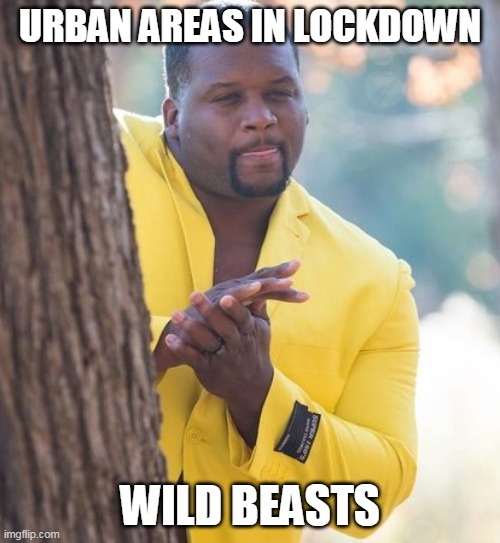 Rubbing hands | URBAN AREAS IN LOCKDOWN; WILD BEASTS | image tagged in rubbing hands | made w/ Imgflip meme maker