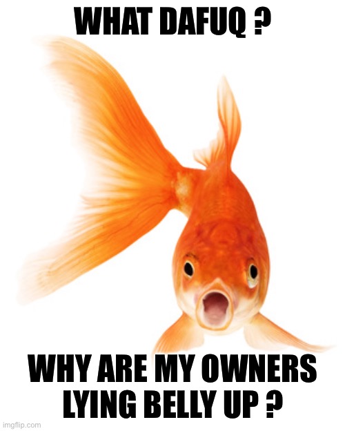 Goldfish | WHAT DAFUQ ? WHY ARE MY OWNERS LYING BELLY UP ? | image tagged in goldfish | made w/ Imgflip meme maker