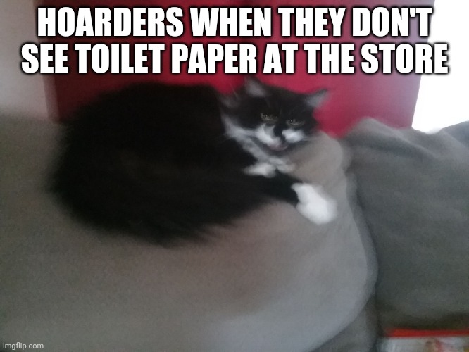 Angery Cat | HOARDERS WHEN THEY DON'T SEE TOILET PAPER AT THE STORE | image tagged in angery cat | made w/ Imgflip meme maker