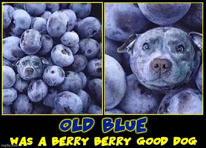 Got my dog "BY" the pound not "AT" the pound | OLD BLUE; WAS A BERRY BERRY GOOD DOG | image tagged in vince vance,blueberry,dogs,funny dog memes,fruit,huckleberry hound | made w/ Imgflip meme maker