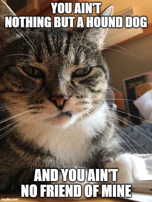 Cat Sneer | YOU AIN'T NOTHING BUT A HOUND DOG; AND YOU AIN'T NO FRIEND OF MINE | image tagged in cat sneer | made w/ Imgflip meme maker