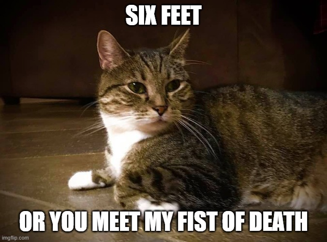 Cat Fist of Death | SIX FEET; OR YOU MEET MY FIST OF DEATH | image tagged in cat fist of death | made w/ Imgflip meme maker