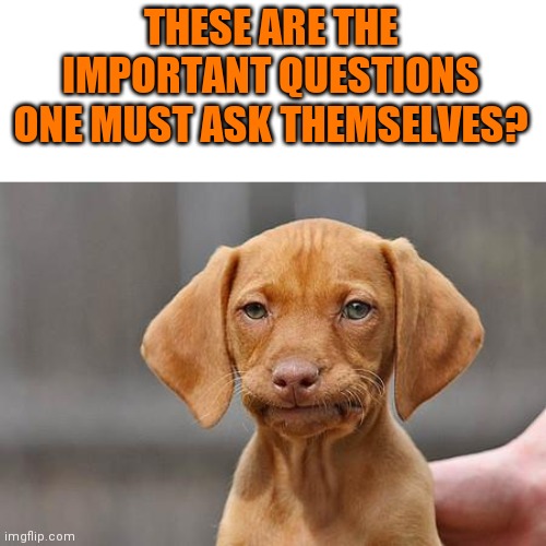 Dissapointed puppy | THESE ARE THE IMPORTANT QUESTIONS ONE MUST ASK THEMSELVES? | image tagged in dissapointed puppy | made w/ Imgflip meme maker