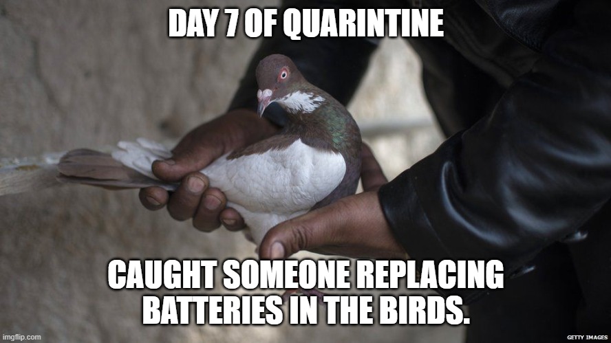 DAY 7 OF QUARINTINE; CAUGHT SOMEONE REPLACING BATTERIES IN THE BIRDS. | image tagged in coronavirus,quarantine | made w/ Imgflip meme maker