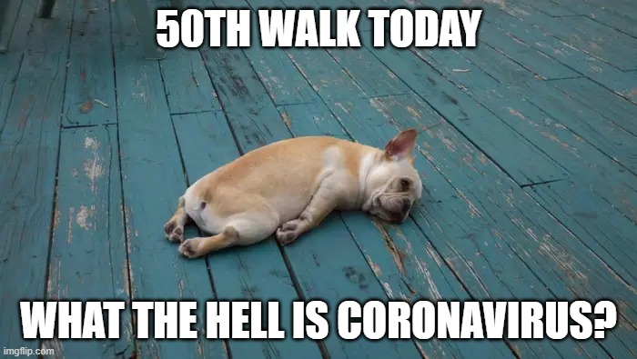 50TH WALK TODAY; WHAT THE HELL IS CORONAVIRUS? | image tagged in depression dog | made w/ Imgflip meme maker