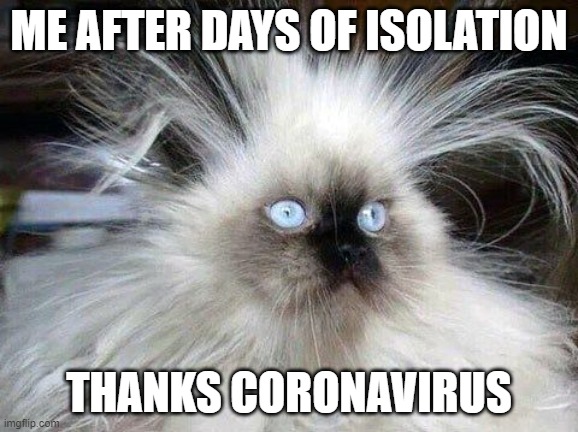 Crazy Hair Cat | ME AFTER DAYS OF ISOLATION; THANKS CORONAVIRUS | image tagged in crazy hair cat | made w/ Imgflip meme maker