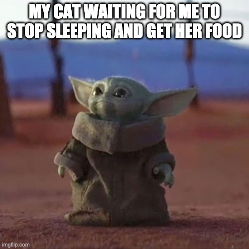 Baby Yoda | MY CAT WAITING FOR ME TO STOP SLEEPING AND GET HER FOOD | image tagged in baby yoda,cats | made w/ Imgflip meme maker