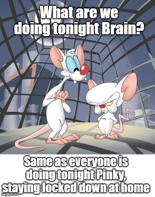 Pinky and the brain | What are we doing tonight Brain? Same as everyone is doing tonight Pinky, staying locked down at home | image tagged in pinky and the brain | made w/ Imgflip meme maker