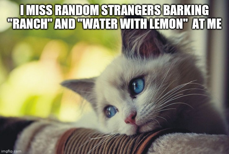 First world problems cat  | I MISS RANDOM STRANGERS BARKING "RANCH" AND "WATER WITH LEMON"  AT ME | image tagged in first world problems cat | made w/ Imgflip meme maker