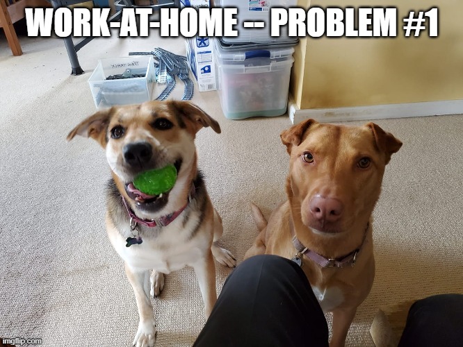 work at home problem #1 | WORK-AT-HOME -- PROBLEM #1 | image tagged in quarantine,coronavirus,work at home,interruptions | made w/ Imgflip meme maker