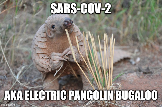 Pondering Pangolin  | SARS-COV-2; AKA ELECTRIC PANGOLIN BUGALOO | image tagged in pondering pangolin | made w/ Imgflip meme maker