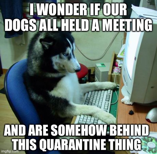 I Have No Idea What I Am Doing Meme | I WONDER IF OUR DOGS ALL HELD A MEETING; AND ARE SOMEHOW BEHIND THIS QUARANTINE THING | image tagged in memes,i have no idea what i am doing | made w/ Imgflip meme maker