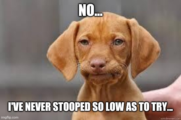 Disappointed Dog | NO... I'VE NEVER STOOPED SO LOW AS TO TRY... | image tagged in disappointed dog | made w/ Imgflip meme maker