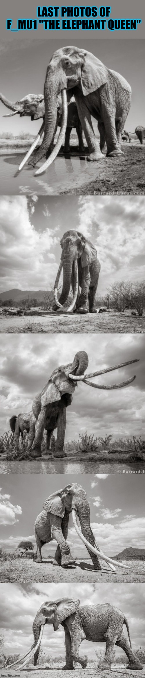 Taken by Will Burrard Lucas with "BeetleCam" (she died of natural causes shortly thereafter at over 60) | LAST PHOTOS OF F_MU1 "THE ELEPHANT QUEEN" | image tagged in memes,elephant,wildlife | made w/ Imgflip meme maker