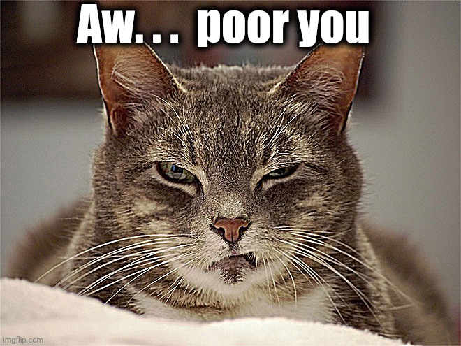 Sarcasm Cat | Aw. . .  poor you | image tagged in sarcasm cat | made w/ Imgflip meme maker