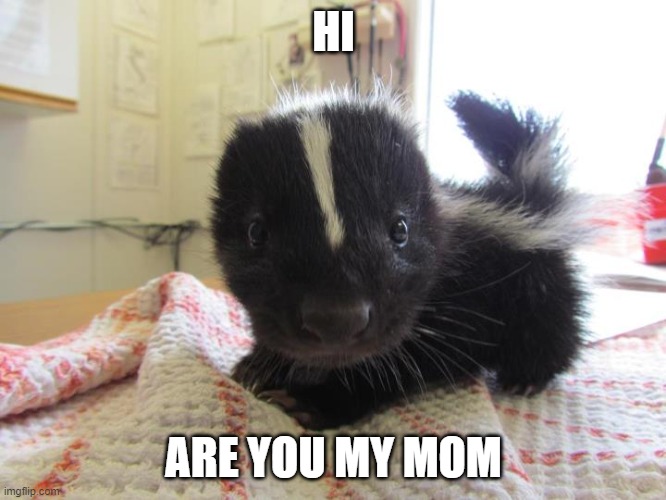 Baby skunk | HI; ARE YOU MY MOM | image tagged in baby skunk | made w/ Imgflip meme maker