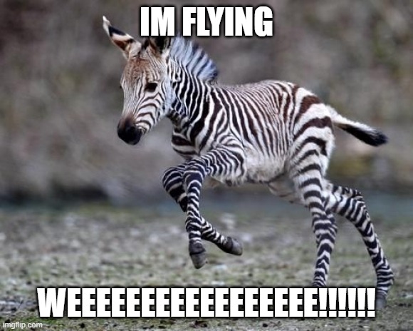 Cute Baby Zebra | IM FLYING; WEEEEEEEEEEEEEEEEE!!!!!! | image tagged in cute baby zebra | made w/ Imgflip meme maker