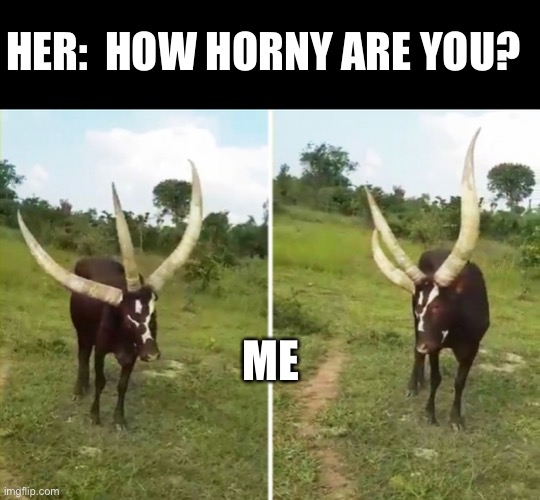 HER:  HOW HORNY ARE YOU? ME | image tagged in funny memes,horny | made w/ Imgflip meme maker