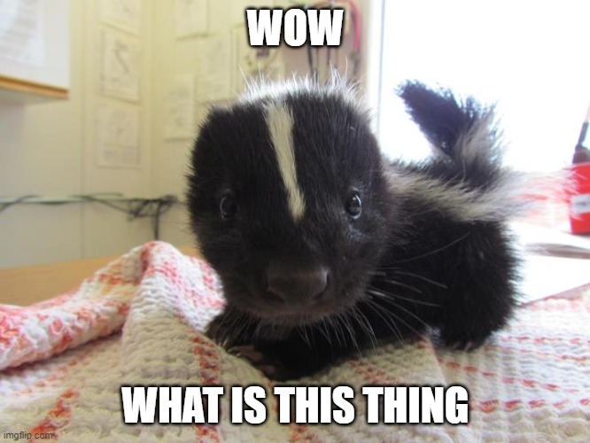 Baby skunk | WOW; WHAT IS THIS THING | image tagged in baby skunk | made w/ Imgflip meme maker