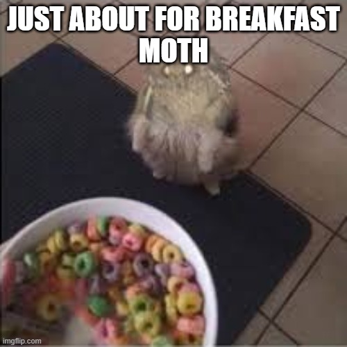 Moth Hungry | JUST ABOUT FOR BREAKFAST
MOTH | image tagged in froot loops,yeet | made w/ Imgflip meme maker
