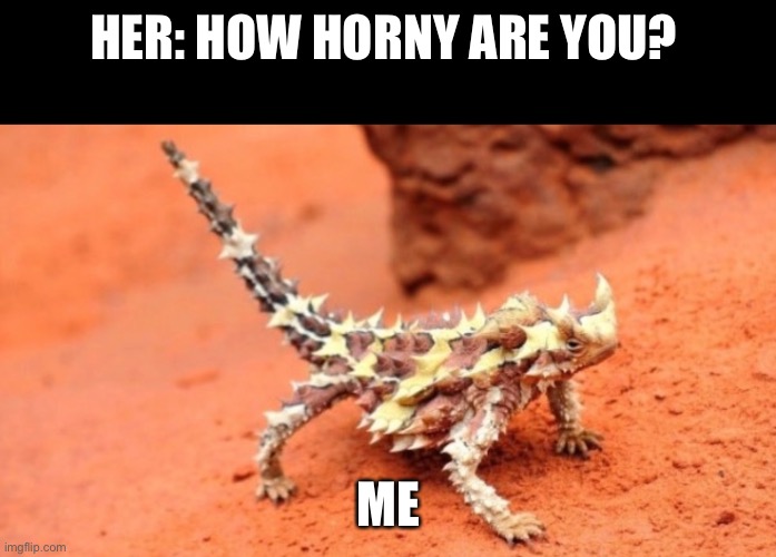HER: HOW HORNY ARE YOU? ME | image tagged in funny memes,horny | made w/ Imgflip meme maker