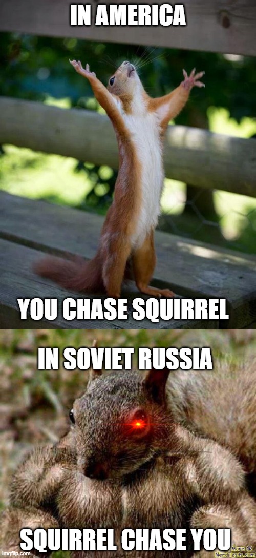 Squirrel Chase You | IN AMERICA; YOU CHASE SQUIRREL; IN SOVIET RUSSIA; SQUIRREL CHASE YOU | image tagged in happy squirrel,buff squirrel says | made w/ Imgflip meme maker