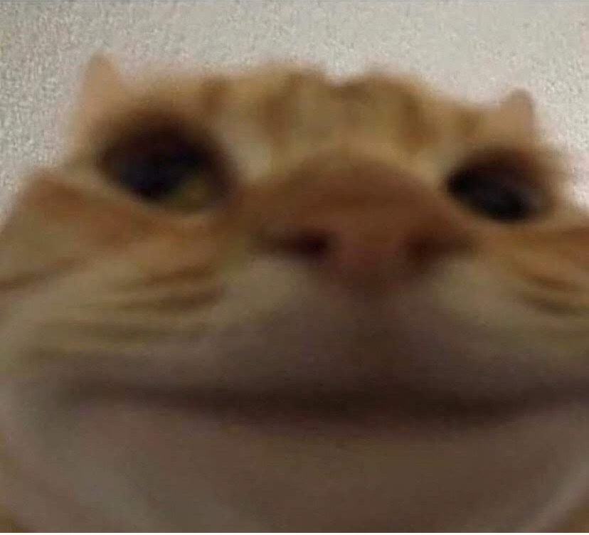 High Quality gato Blank Meme Template