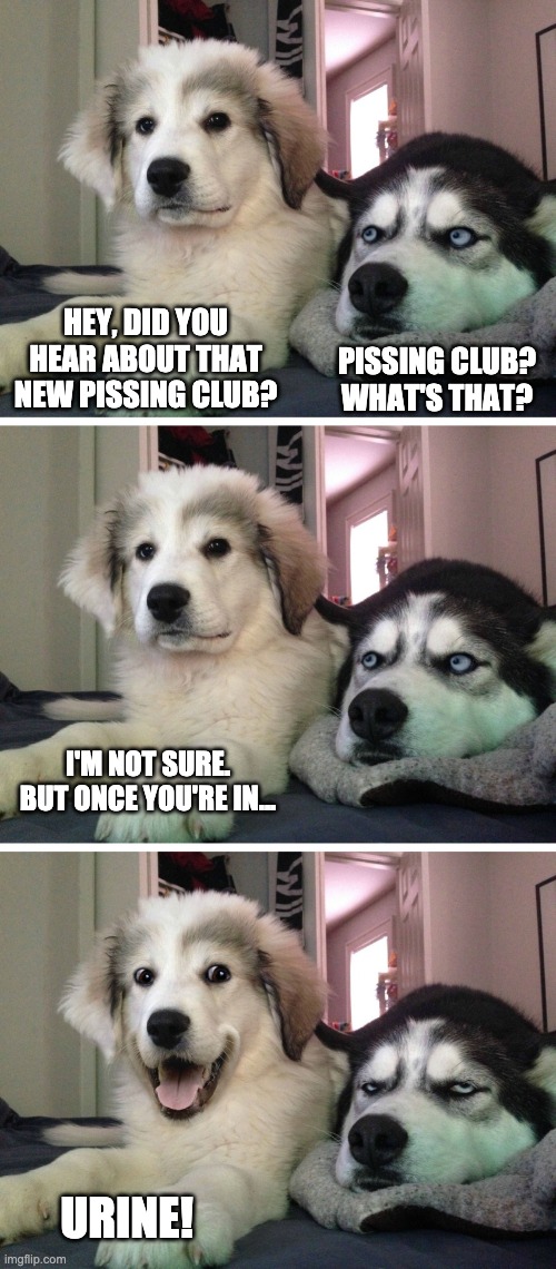 Once You're In... | HEY, DID YOU HEAR ABOUT THAT NEW PISSING CLUB? PISSING CLUB? WHAT'S THAT? I'M NOT SURE. BUT ONCE YOU'RE IN... URINE! | image tagged in bad pun dogs,urine,dog,memes,funny,club | made w/ Imgflip meme maker