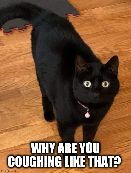 WHY ARE YOU COUGHING LIKE THAT? | image tagged in coronavirus,help me,funny cat memes | made w/ Imgflip meme maker